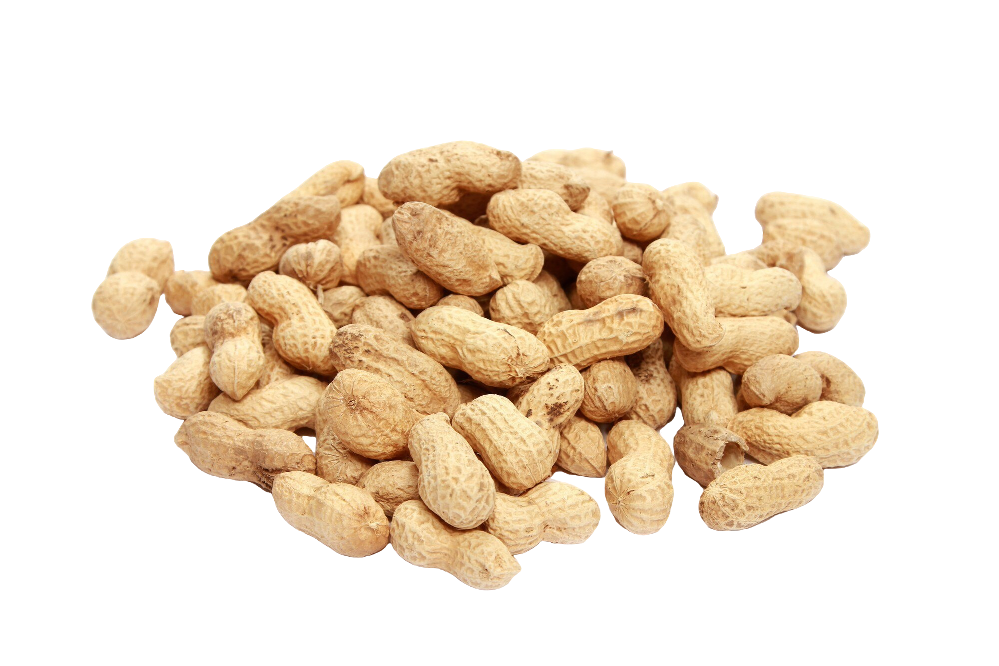 Groundnut