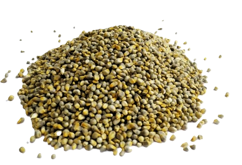 Pearl Millet